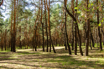 Morning sunlight in spring pine forest