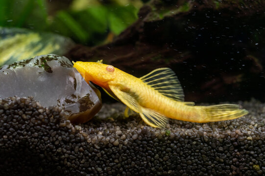 zbrojnik złoty (Ancistrus Gold) ryba akwariowa