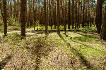 Morning sunlight in spring pine forest