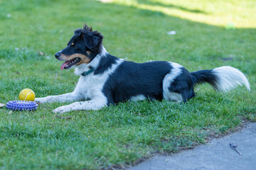 młody pies bawi się na trawie
