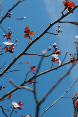 A flowering plum tree under the blue sky, Portugal