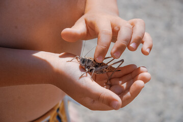 hand holding a locusts