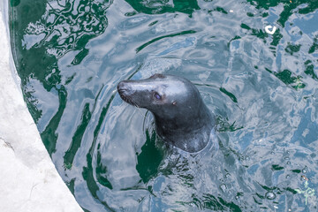sea lion in the water