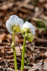 Hellebores growing in the forest, close up	