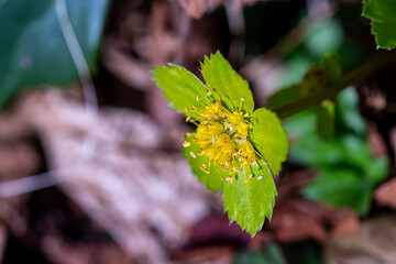 Hacquetia epipactis plant growing in forest, macro	