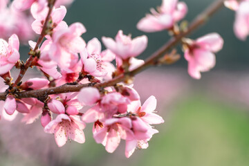 Fototapeta na wymiar Pink flowers Blooming peach tree in spring. green grass as background.