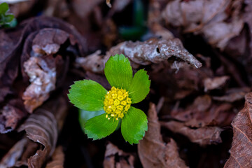 Hacquetia epipactis plants growing in forest