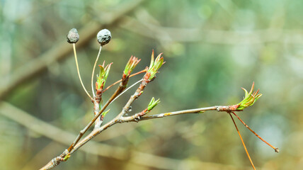 The first young sticky leaves of the apple tree, springtime. Spring background.