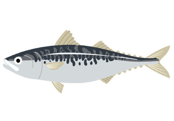 サバのイラスト