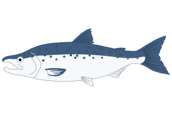 サケ・シャケのイラスト