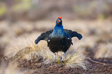 Lekking black grouse at morning on spring bog. Spring colors of morning moors with black grouse, blackcock. Lekking Male Black Grouse lek game at sunrise. Lyrurus tetrix lekking in Estonia, Saaremaa