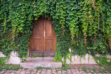 Old Wooden Door with Ivy