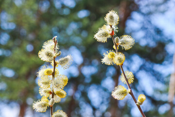 Willow branches with blossoming buds. Spring background. Pollen on stamens, allergen.