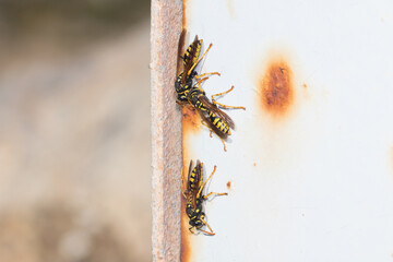 European paper wasps, Polistes dominula, gathering around the nest. High quality photo