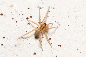 Young Trochosa sp. wolf spider walking on a concrete wall. High quality photo