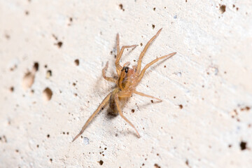 Young Trochosa sp. wolf spider walking on a concrete wall. High quality photo