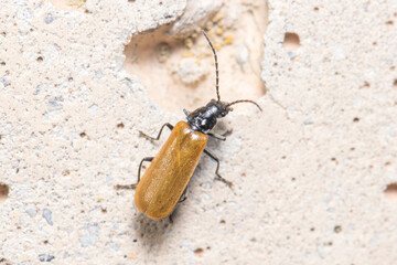 Soldier beetle Rhagonycha sp. walking on a rock on a sunny day. High quality photo