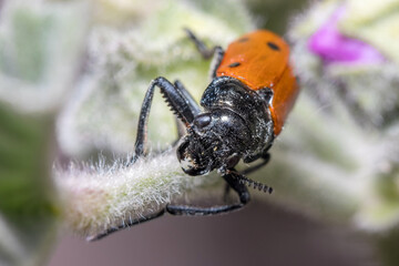 Lachnaia sp. beetle walking on a plant on a sunny day. High quality photo