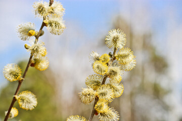 Willow branches with blossoming buds. Spring background. Pollen on stamens, allergen.