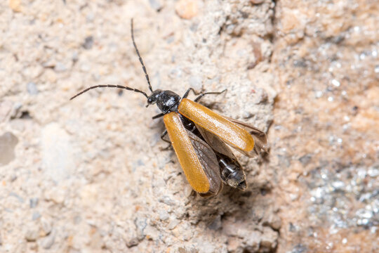 Soldier beetle Rhagonycha sp. spreading the wings on a rock on a sunny day. High quality photo