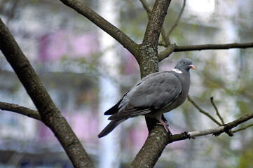 Pigeon on tree, the bird is blue and gray, bokeh, tree in park, forest, wildlife, wild animals 