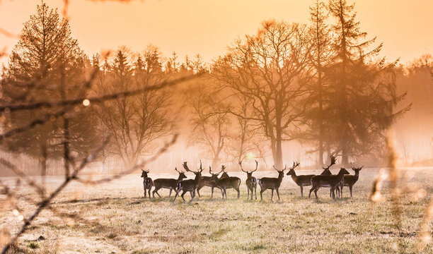 damwild im morgenlicht