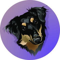 Portrait of a breedless black dog in a circle 
Funny pooch with ears 
Dog's muzzle mestizo brown color