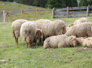 Obraz premium sheep with wool fleece ready to be shorn inside the farm fence