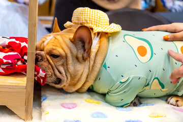 The dog is lying on the cushion. It's cute.