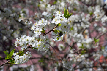 Branch of cherry blossom on a pink background in nature. Delicate white cherry blossom blooming in early spring. Background backdrop natural cherry blossom