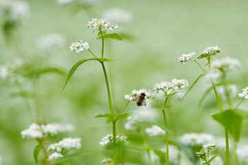 蕎麦の花と蜂