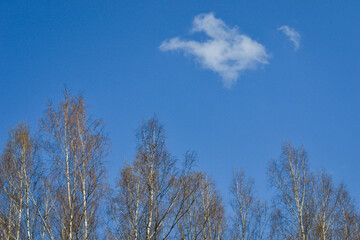 Blue sky with one white cloud above the birch trees.