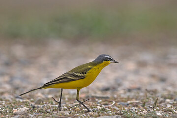 Fototapeta premium Western Yellow Wagtail - Motacilla flava, Crete