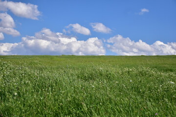 Obraz premium Green field and brown forest in a cloudy and sunny day