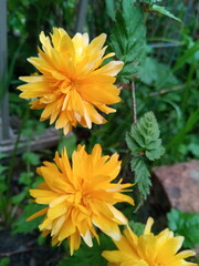 Obraz premium Gelbe Blume