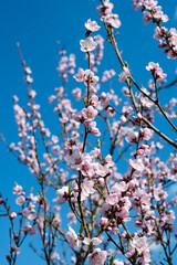 blooming sakura on a sunny day