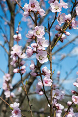 blooming sakura on a sunny day