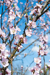 blooming sakura on a sunny day