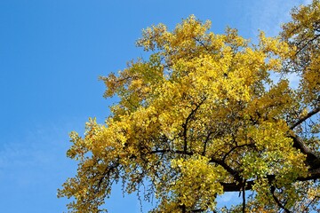 Naklejka premium sun rays in the forest