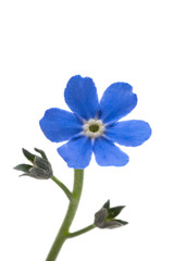 forget-me-not flowers isolated