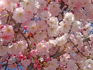 Fototapeta na wymiar sakura tree in spring cherry tree blossom, pink flowers 