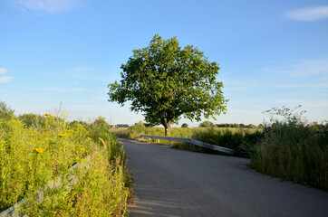 Fototapeta na wymiar Road and one tree, natural landscape in Lower Silesia, Poland. Beautiful summer with blue sky.