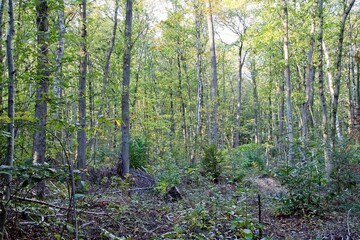 Obraz premium sun rays in the forest