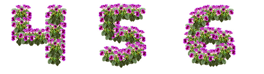 Numbers 4, 5, 6 made of purple flowers and leaves
