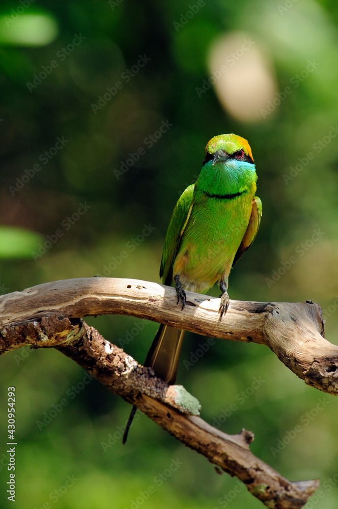 Poster Green bee-eater // Smaragdspint (Merops orientalis) Sri Lanka