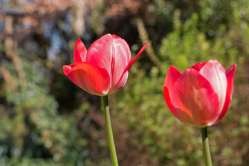 Bright red tulip flowers, Tulipa, blooming in the spring sunshine, Shropshire, England 