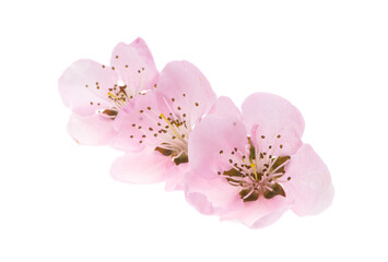 beautiful sakura flower isolated
