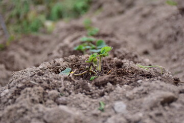 Strawberry growing 