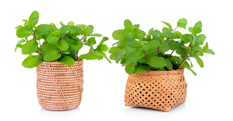 mint in the basket on white