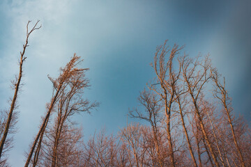 trees on the background of the storm clouds